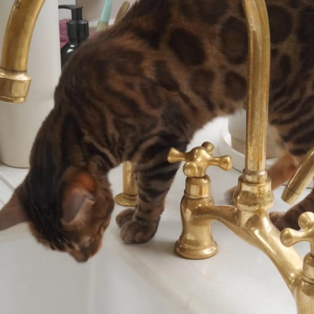 Verdeau - Unlacquered Bridge Kitchen Faucet alternate view 29